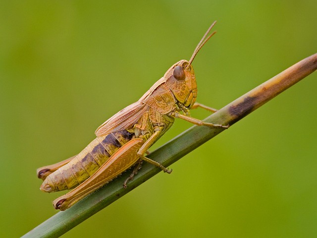 Gemeiner Grashpfer Chorthippus parallelus